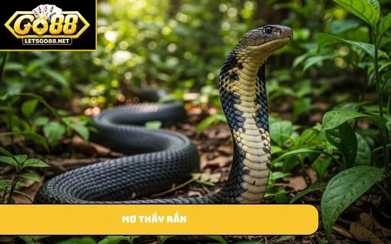 Mơ Thấy Rắn Là Điềm Gì? Tìm Hiểu Điềm Báo Và Số Đề Thắng Lớn Mơ thấy rắn